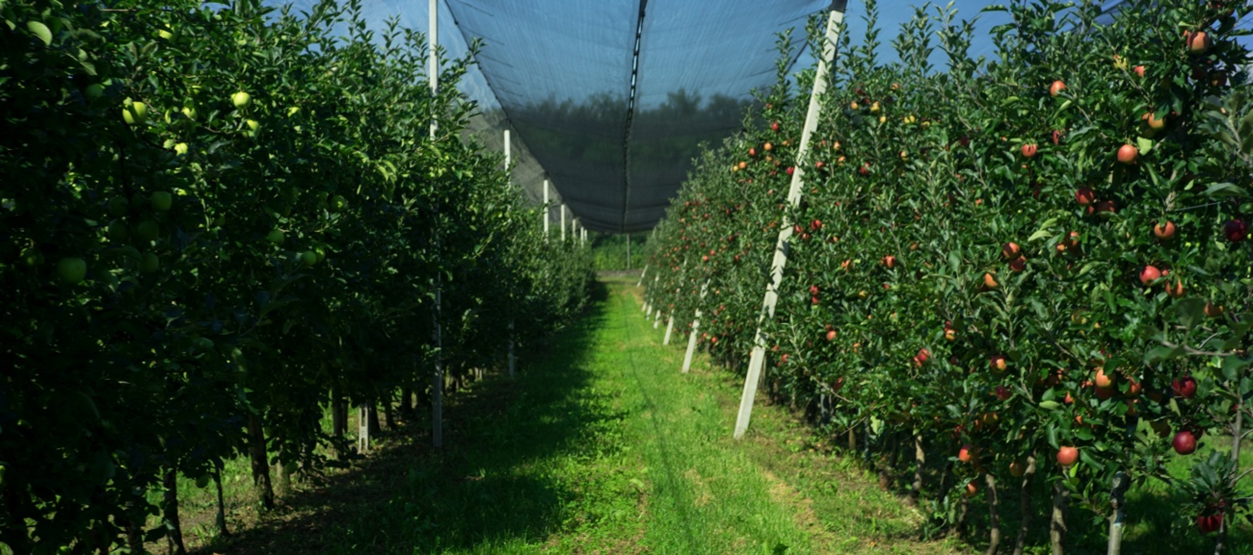 AziendaAgricolaPoncettaMazzafilare